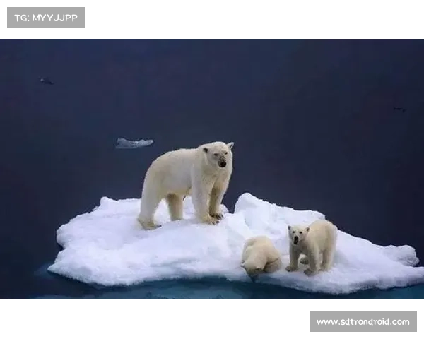 走进冰雪世界探秘冰虎宝宝的寒冷家园揭秘北极奇妙生态 走进冰雪世界探秘冰虎宝宝的寒冷家园揭秘北极奇妙生态